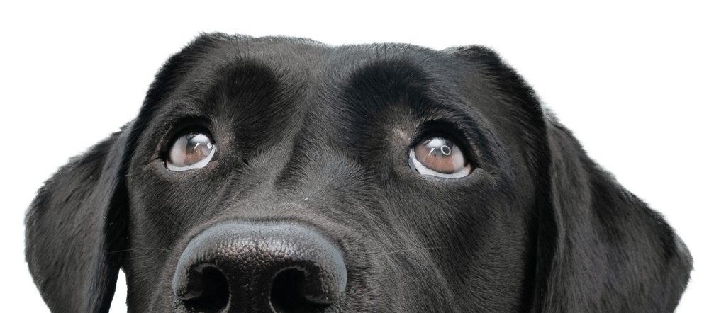 dog_up dog_up