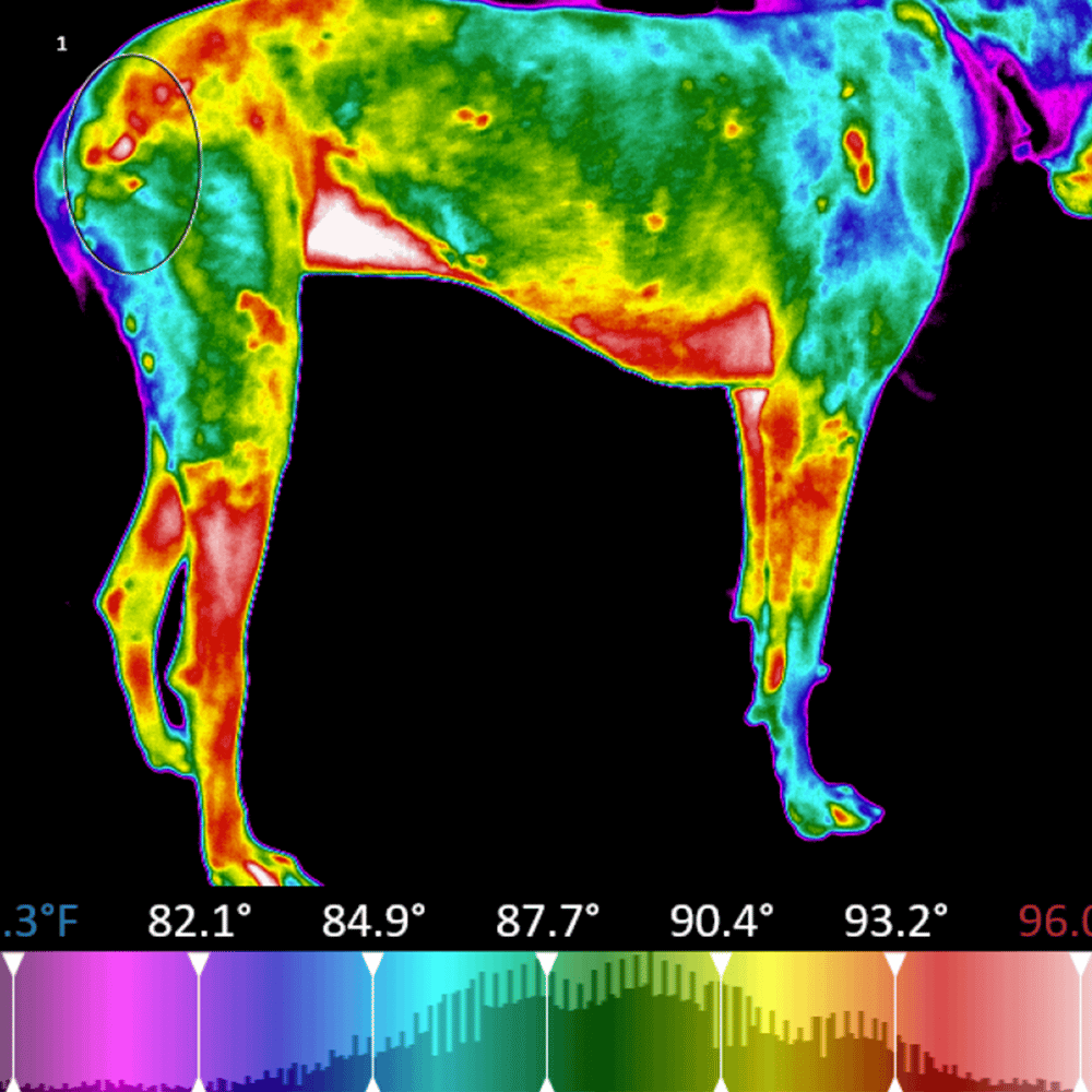 Multi Radiance Veterinary ALPHAVET: Class 4 Therapy Laser Optimized for ...